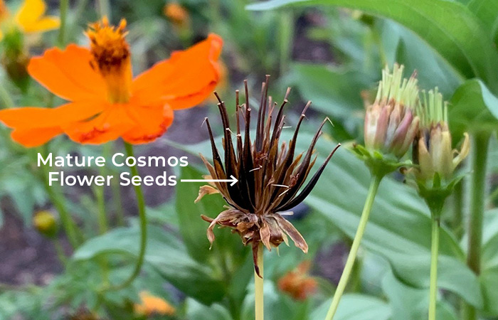 How to Grow Cosmos from Seeds