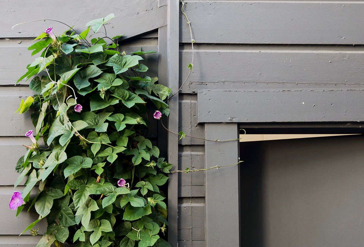 Planting Morning Glories Near a Fence or a Wall