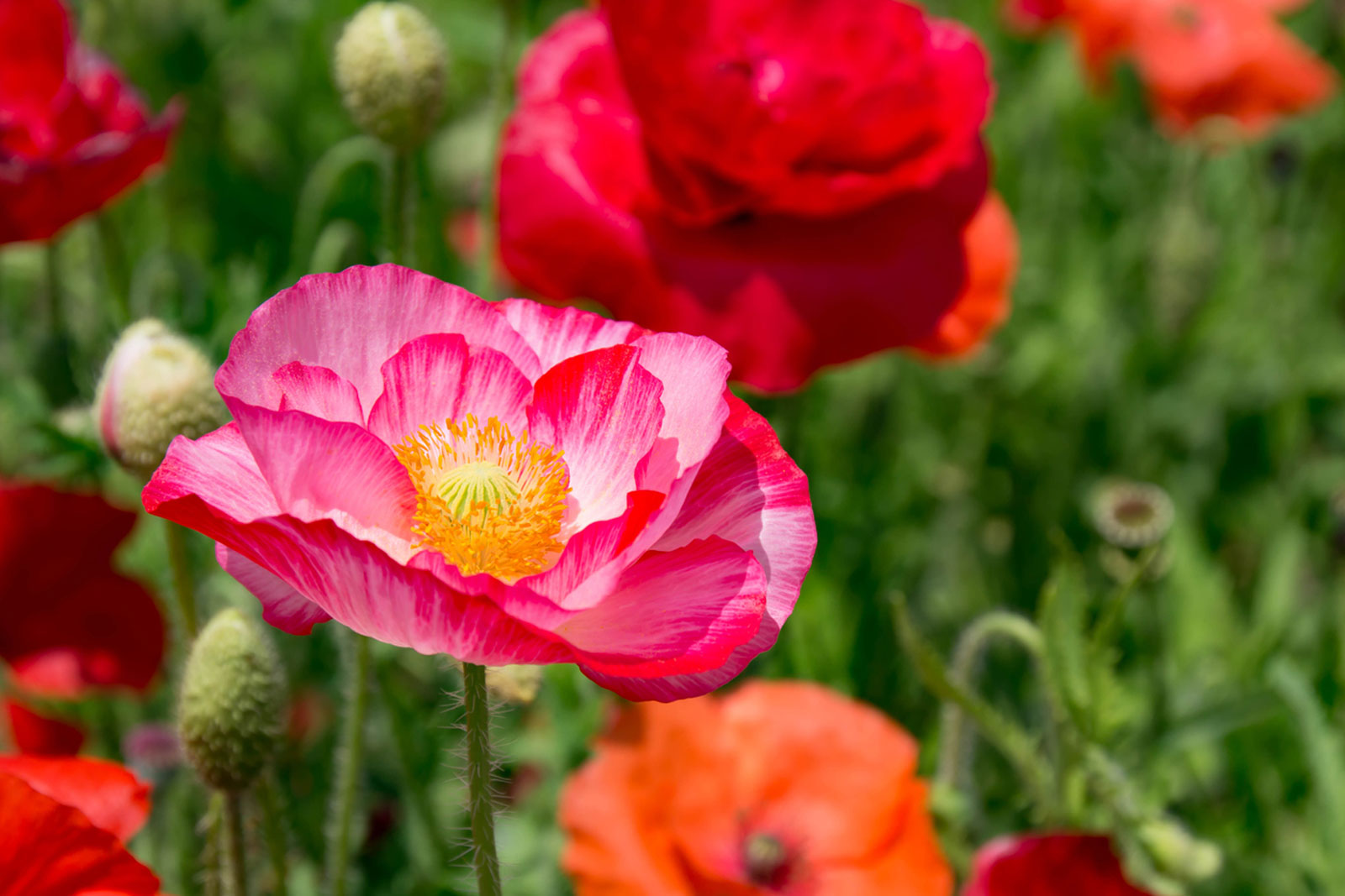 How to Plant Oriental Poppies