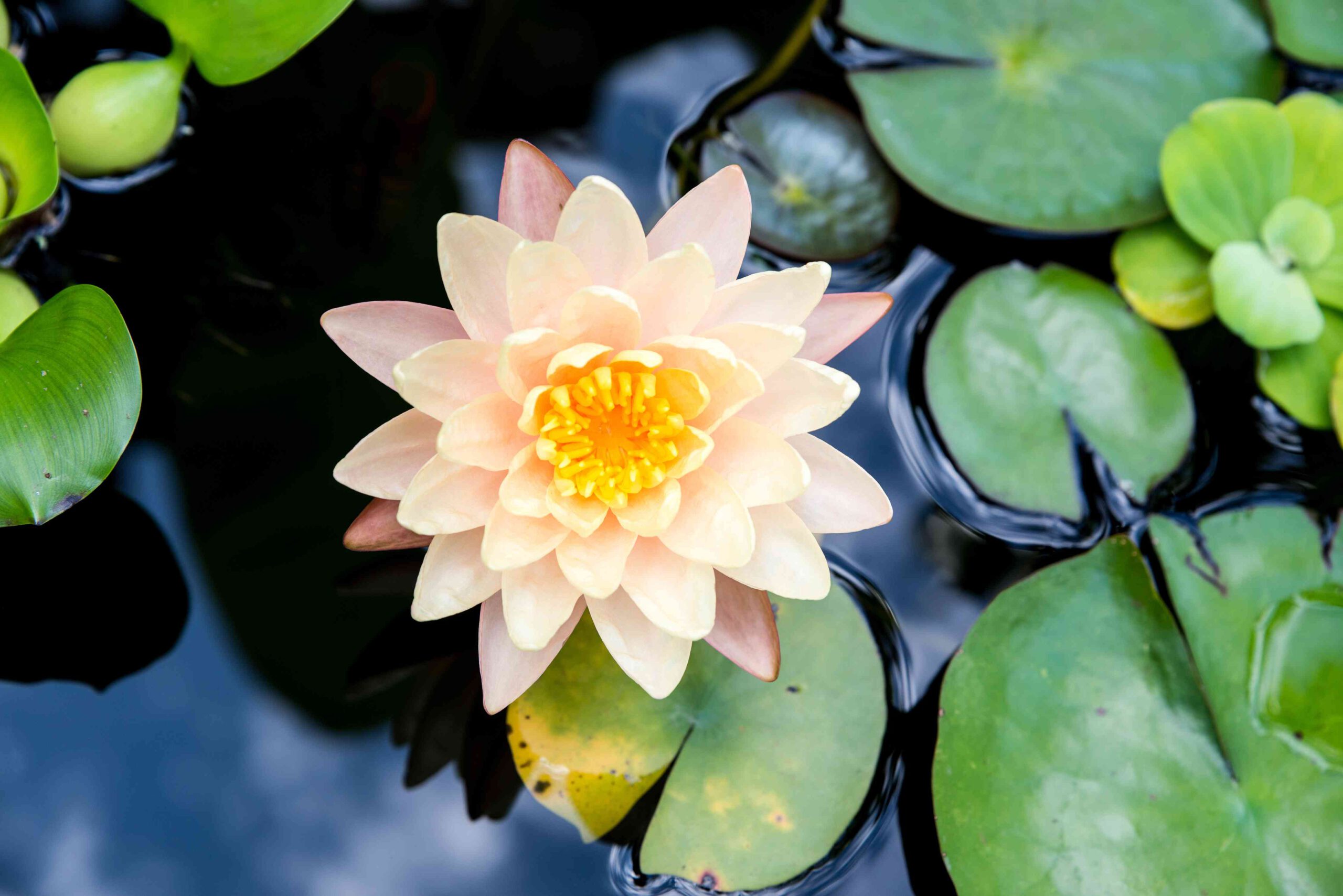 Caring for Water Lily and Lotus