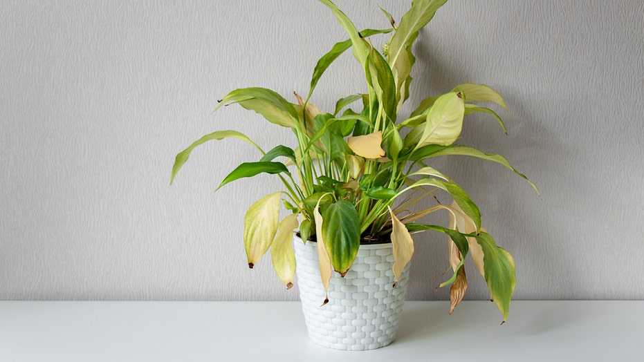 5 reasons your houseplants are yellowing or wilting | Fox News